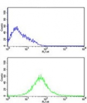 Flow cytometry testing of fixed and permeabilized human HL60 cells with KLRC2 antibody; Blue=isotype control, Green= KLRC2 antibody.