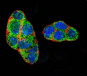 Immunofluorescent staining of fixed and permeabilized human HepG2 cells with PXR antibody (green), DAPI nuclear stain (blue) and anti-Actin (red).