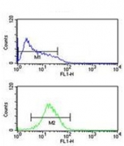 Flow cytometry testing of human HL60 cells with PXR antibody; Blue=isotype control, Green= PXR antibody.