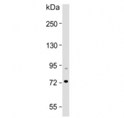 Western blot testing of human HEK293 cell lysate with HSPA7 antibody. Predicted molecular weight ~40 kDa, commonly observed at ~70 kDa.