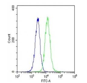 Flow cytometry testing of fixed and permeabilized human U-2 OS cells with HSPA7 antibody; Blue=isotype control, Green= HSPA7 antibody.