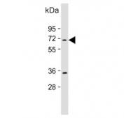Western blot testing of human CCRF-CEM cell lysate with HSPA7 antibody. Predicted molecular weight ~40 kDa, commonly observed at ~70 kDa.