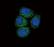 Immunofluorescent staining of human HeLa cells with SCNN1A antibody (green) and DAPI nuclear stain (blue).