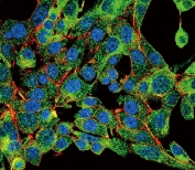 Immunofluorescent staining of human HepG2 cells with PSMB1 antibody (green), DAPI nuclear stain (blue) and anti-Actin (red).