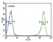 Flow cytometry testing of human HL60 cells with PSMB1 antibody; Blue=isotype control, Green= PSMB1 antibody.