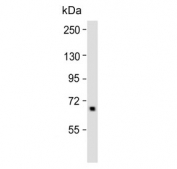Western blot testing of mouse lung lysate with ALOX12 antibody. Predicted molecular weight ~76 kDa.