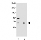 Western blot testing of 1) human HeLa and 2) rat spleen lysate with ALOX12 antibody. Predicted molecular weight ~76 kDa.