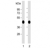 Western blot testing of human 1) HEK293 and 2) liver lysate with OAT antibody. Predicted molecular weight ~49 kDa.