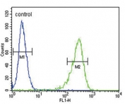 Flow cytometry testing of human HEK293 cells with OAT antibody; Blue=isotype control, Green= OAT antibody.