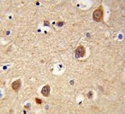 IHC testing of FFPE human brain tissue with AIF antibody. HIER: steam section in pH6 citrate buffer for 20 min and allow to cool prior to staining.