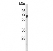 Western blot testing of human HEK293 cell lysate with AIF antibody. Predicted molecular weight ~67 kDa.