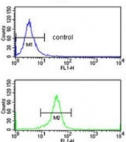 Flow cytometry testing of human K562 cells with EIF4A2 antibody; Blue=isotype control, Green= EIF4A2 antibody.