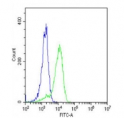 Flow cytometry testing of fixed and permeabilized human K562 cells with ENTPD2 antibody; Blue=isotype control, Green= ENTPD2 antibody.