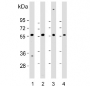 Western blot testing of human 1) heart, 2) HEK293, 3) U-87 MG and 4) brain lysate with ENTPD2 antibody. Predicted molecular weight ~54 kDa.