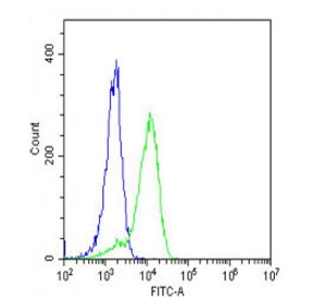 Flow cytometry testing of fixed and permeabilized human K562 cells with ENTPD2 antibody; Blue=isotype control, Green= ENTPD2 antibody.