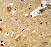 IHC testing of FFPE human brain tissue with ENTPD2 antibody. HIER: steam section in pH6 citrate buffer for 20 min and allow to cool prior to staining.