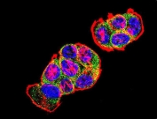 Immunofluorescent staining of human T-47D cells with Catenin Beta antibody (green), DAPI nuclear stain (blue) and anti-Actin (red).