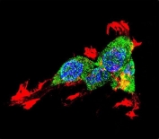 Immunofluorescent staining of human HEK293 cells with Catenin Beta antibody (green), DAPI nuclear stain (blue) and anti-Actin (red).