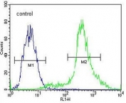 Flow cytometry testing of human HEK293 cells with Catenin Beta antibody; Blue=isotype control, Green= Catenin Beta antibody.