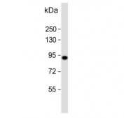 Western blot testing of zebrafish ZF4 cell lysate with hsp90a.1 antibody. Predicted molecular weight ~83 kDa.