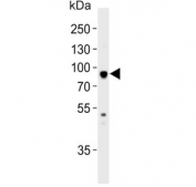 Western blot testing of zebrafish heart lysate with hsp90a.1 antibody. Predicted molecular weight ~83 kDa.