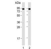 Western blot testing of zebrafish 1) muscle and 2) whole lysate with hsp90a.1 antibody. Predicted molecular weight ~83 kDa.