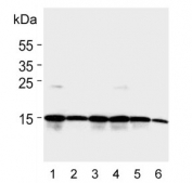 Western blot testing of human 1) HEK293, 2) CEM, 3) HepG2, 4) Jurkat, 5) HeLa and 6) Raji cell lysate with Histone H2AX antibody. Predicted molecular weight ~15 kDa.