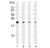 Western blot testing of human 1) Jurkat, 2) A431, 3) ThP-1 and 4) 293T cell lysate with BID antibody. Predicted molecular weight ~22 kDa.