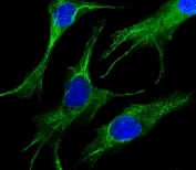 Immunofluorescent staining of fixed and permeabilized human HepG2 cells with Keratin 19 antibody (green) and DAPI nuclear stain (blue).