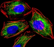 Immunofluorescent staining of fixed and permeabilized rat PC-12 cells with RAB3A antibody (green), DAPI nuclear stain (blue) and anti-Actin (red).