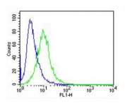 Flow cytometry testing of fixed and permeabilized human Jurkat cells with IRF3 antibody; Blue=isotype control, Green= IRF3 antibody.
