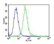 Flow cytometry testing of fixed and permeabilized human Jurkat cells with LCK antibody; Blue=isotype control, Green= LCK antibody.
