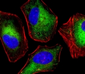 Immunofluorescent staining of fixed and permeabilized human HeLa cells with Density Regulated Protein antibody (green), DAPI nuclear stain (blue) and anti-Actin (red).