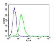 Flow cytometry testing of fixed and permeabilized human HeLa cells with Density Regulated Protein antibody; Blue=isotype control, Green= Density Regulated Protein antibody.