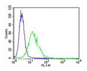 Flow cytometry testing of fixed and permeabilized human A549 cells with Superoxide Dismutase 2 antibody; Blue=isotype control, Green= Superoxide Dismutase 2 antibody.