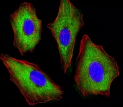 Immunofluorescent staining of fixed and permeabilized human A549 cells with CDK5 antibody (green), DAPI nuclear stain (blue) and anti-Actin (red).