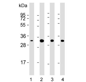 Western blot testing of human 1) A549, 2) K562, 3) HeLa and 4) mouse NIH 3T3 cell lysate with CDK5 antibody. Predicted molecular weight ~33 kDa.