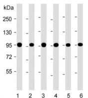 Western blot testing of human 1) HeLa, 2) K562, 3) human A549, 4) rat C6, 5) human U-87 MG and 6) mouse NIH 3T3 lysate with VCP antibody. Expected molecular weight: 89-97 kDa.