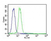 Flow cytometry testing of fixed and permeabilized human K562 cells with VCP antibody; Blue=isotype control, Green= VCP antibody.