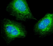 Immunofluorescent staining of fixed and permeabilized human U-2 OS cells with MKRN2 antibody (green) and DAPI nuclear stain (blue).