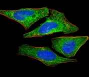 Immunofluorescent staining of fixed and permeabilized human HeLa cells with S100A2 antibody (green), DAPI nuclear stain (blue) and anti-Actin (red).