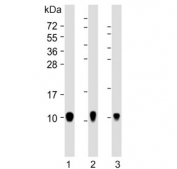 Western blot testing of human 1) A431, 2) HACAT and 3) SW480 cell lysate with S100A2 antibody. Expected molecular weight ~11 kDa.