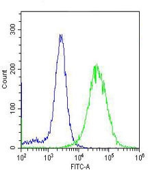 Flow cytometry testing of fixed and permeabilized human HeLa cells with GAPDH antibody; Blue=isotype control, Green= GAPDH antibody.