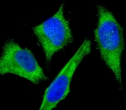 Immunofluorescent staining of fixed and permeabilized human HeLa cells with GAPDH antibody (green) and DAPI nuclear stain (blue).