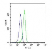 Flow cytometry testing of fixed and permeabilized human HeLa cells with PCNA antibody; Blue=isotype control, Green= PCNA antibody.