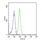 Flow cytometry testing of fixed and permeabilized human Jurkat cells with PGK1 antibody; Blue=isotype control, Green= PGK1 antibody.