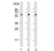 Western blot testing of human 1) HT-1080, 2) HeLa and 3) HEK293 cell lysate with SMAD1 antibody. Predicted molecular weight: 52-60 kDa.