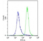 Flow cytometry testing of fixed and permeabilized human U-2 OS cells with METTL4 antibody; Blue=isotype control, Green= METTL4 antibody.