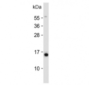 Western blot testing of human COLO-320 cell lysate with SNRPD3 antibody. Predicted molecular weight ~14 kDa.