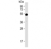 Western blot testing of human HeLa cell lysate with HTRA1 antibody. Predicted molecular weight ~51 kDa.